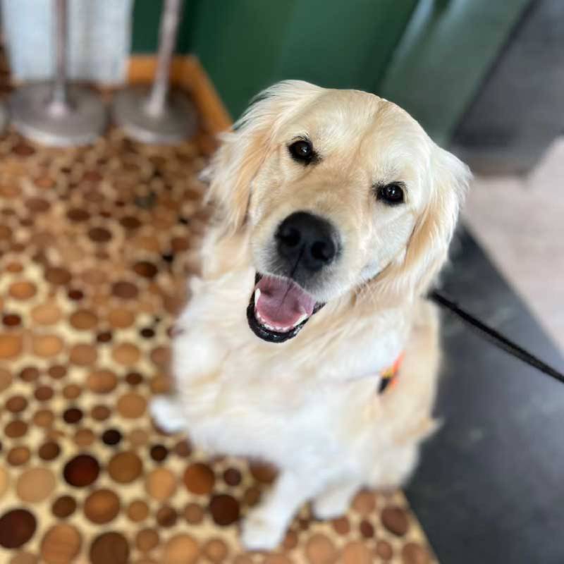 Happy golden retriever dog looking up, sitting on a wood floor. Cute pet, dog portrait.