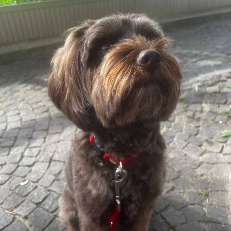 Brown Wirehaired Pointing Griffon dog with red leash looking up outdoors on stone pavement, adorable pet portrait.
