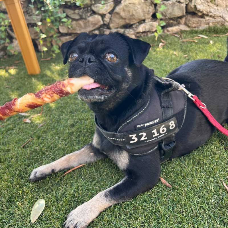 Cute black pug dog chewing a treat, wearing a harness and laying in the grass in the backyard.