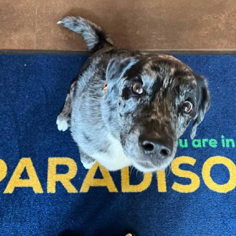 Adorable Catahoula Leopard Dog sitting on a blue welcome mat that says 'Paradiso'. Cute dog portrait.