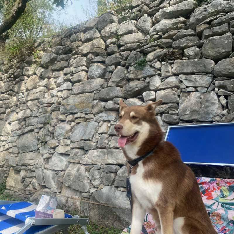 Brown and white husky dog sitting outdoors against a stone wall, enjoying the day with its tongue out.