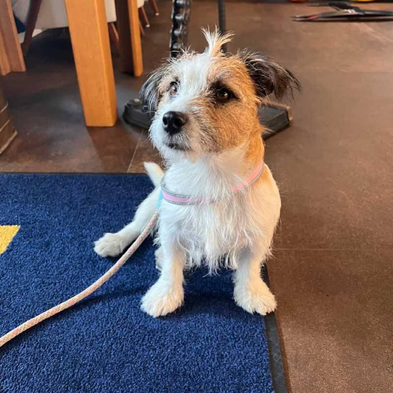 Cute Jack Russell Terrier dog with a pink collar and leash sitting on a blue rug indoors, adorable pet.