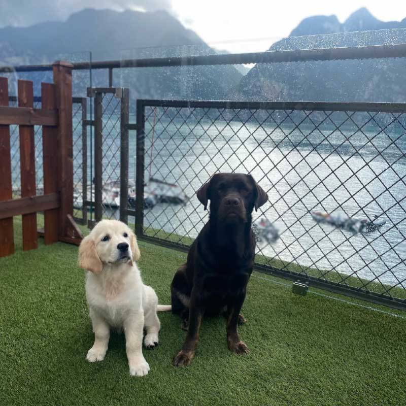 Two dogs, a golden retriever puppy and a chocolate labrador, sit on a balcony overlooking a scenic lake and mountains.