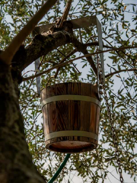 A rustic wooden bucket hanging from an olive tree branch by a metal bracket and chain in a sunlit garden setting.